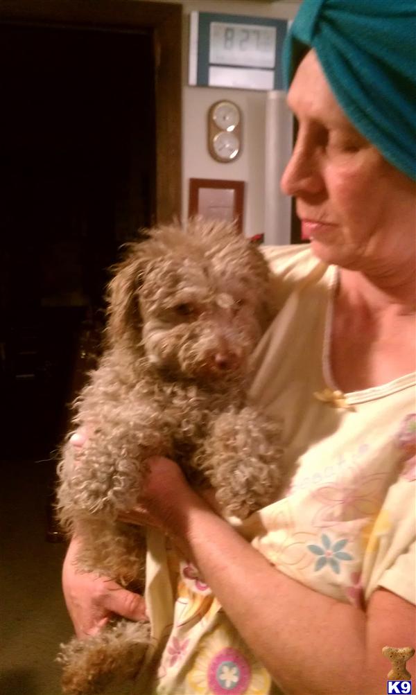 Dogs - Poodle